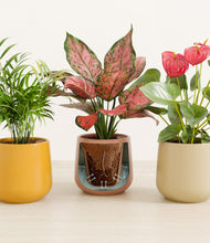 Load image into Gallery viewer, Evening Sky stand:all
