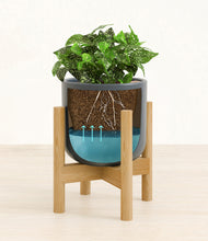 Load image into Gallery viewer, Iron Gray stand:bamboo
