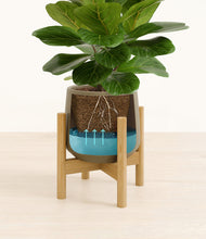 Load image into Gallery viewer, Olive stand:bamboo
