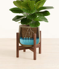 Load image into Gallery viewer, Olive stand:walnut
