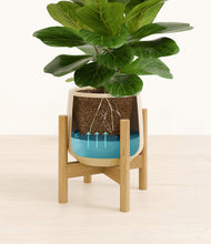 Load image into Gallery viewer, Almond Green stand:bamboo
