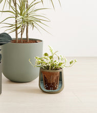 Load image into Gallery viewer, Woodland stand:all
