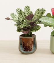 Load image into Gallery viewer, Evergreen stand:all
