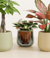 Load image into Gallery viewer, Earthy stand:all
