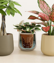 Load image into Gallery viewer, Woodland stand:all
