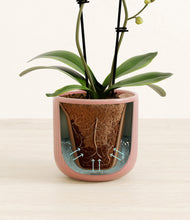 Load image into Gallery viewer, Striped Rose Pink stand:all
