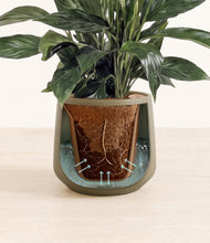 Load image into Gallery viewer, Olive stand:all
