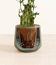Load image into Gallery viewer, Olive stand:all
