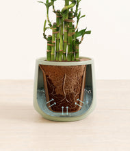 Load image into Gallery viewer, Turquoise stand:all
