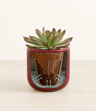 Load image into Gallery viewer, Striped Cherry Red stand:all
