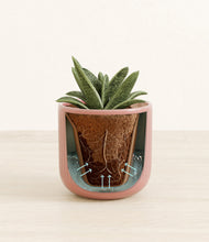 Load image into Gallery viewer, Striped Rose Pink stand:all
