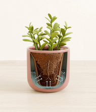 Load image into Gallery viewer, Striped Rose Pink stand:all
