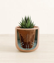 Load image into Gallery viewer, Striped Peach Pink stand:all
