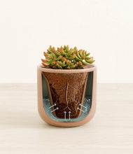 Load image into Gallery viewer, Striped Peach Pink stand:all
