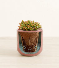 Load image into Gallery viewer, Hammered Rose Pink stand:all
