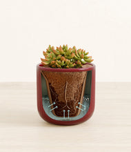 Load image into Gallery viewer, Striped Cherry Red stand:all
