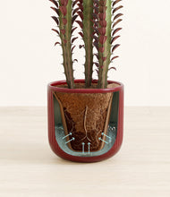 Load image into Gallery viewer, Striped Cherry Red stand:all
