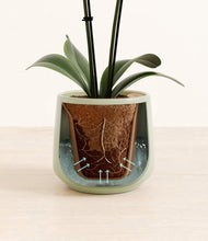 Load image into Gallery viewer, Turquoise stand:all

