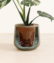 Load image into Gallery viewer, Olive stand:all
