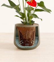 Load image into Gallery viewer, Olive stand:all
