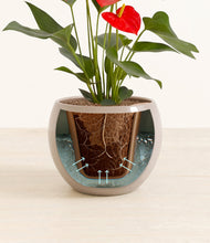 Load image into Gallery viewer, Desert Brown stand:all
