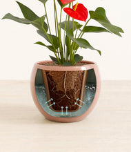 Load image into Gallery viewer, Calm Rose stand:all
