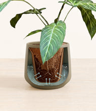 Load image into Gallery viewer, Olive stand:all

