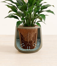 Load image into Gallery viewer, Olive stand:all
