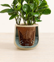 Load image into Gallery viewer, Almond Green stand:all
