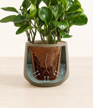 Load image into Gallery viewer, Olive stand:all
