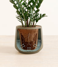 Load image into Gallery viewer, Olive stand:all
