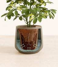 Load image into Gallery viewer, Olive stand:all
