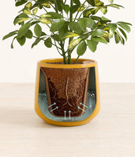 Load image into Gallery viewer, Mustard stand:all
