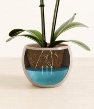 Load image into Gallery viewer, Desert Brown stand:all
