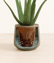 Load image into Gallery viewer, Olive stand:all
