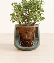 Load image into Gallery viewer, Olive stand:all
