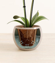 Load image into Gallery viewer, Desert Brown stand:all
