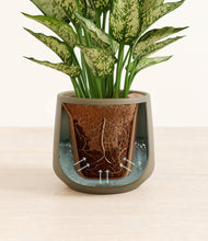 Load image into Gallery viewer, Olive stand:all
