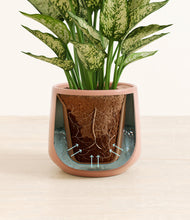 Load image into Gallery viewer, Calm Rose stand:all
