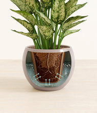 Load image into Gallery viewer, Winter Clouds stand:all
