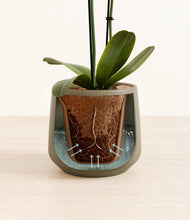 Load image into Gallery viewer, Olive stand:all
