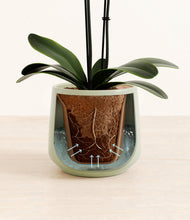 Load image into Gallery viewer, Turquoise stand:all

