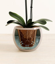 Load image into Gallery viewer, Desert Brown stand:all
