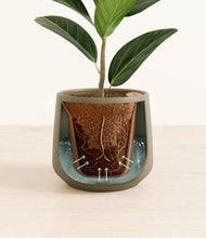 Load image into Gallery viewer, Olive stand:all
