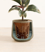 Load image into Gallery viewer, Olive stand:all
