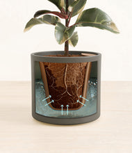 Load image into Gallery viewer, Dark Olive stand:all
