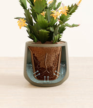 Load image into Gallery viewer, -Olive stand:all
