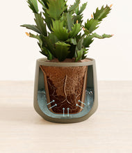 Load image into Gallery viewer, Olive stand:all
