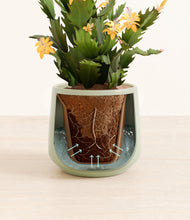 Load image into Gallery viewer, -Turquoise stand:all
