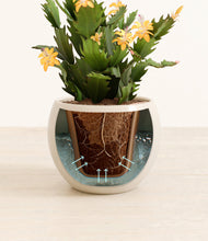 Load image into Gallery viewer, -Shiny EggWhite stand:all
